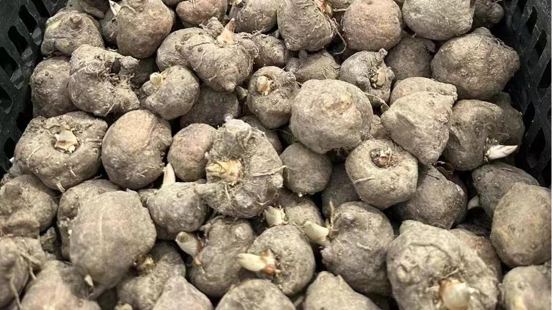 Primary Processing of Konjac Primary Processing of Konjac